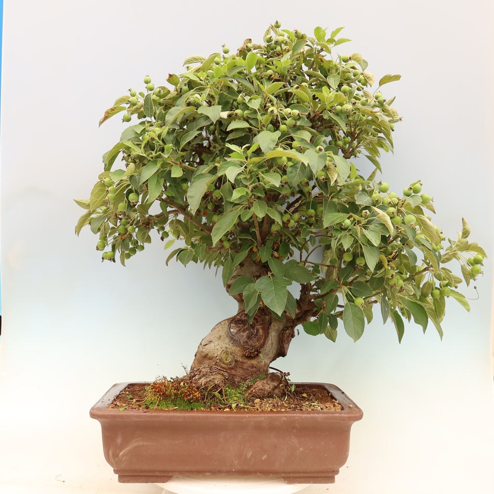 Bonsai plenerowe - Malus Halliana - Jabłoń drobnoowocowa