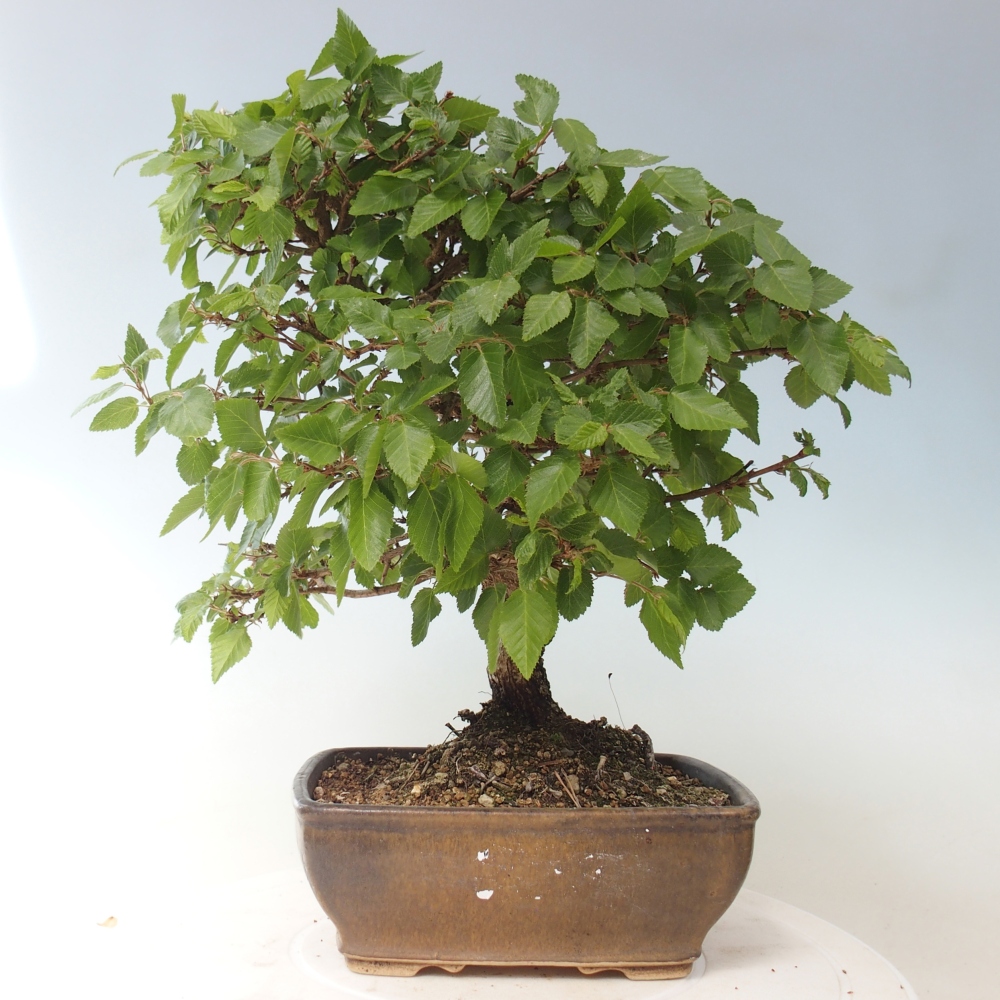 Outdoor bonsai - Carpinus CARPINOIDES - grab koreański