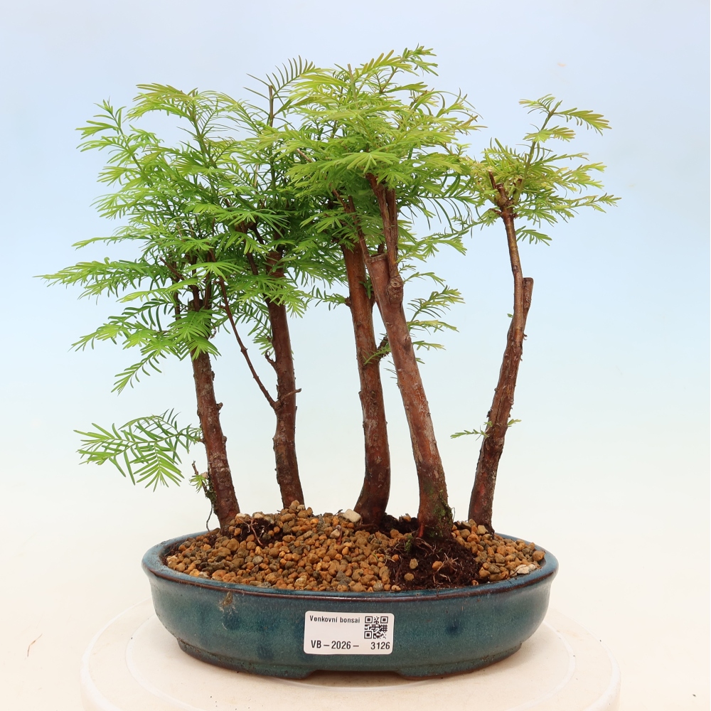 Bonsai ogrodowe – Metasequoia glyptostroboides – metasekwoja chińska – zagajnik
