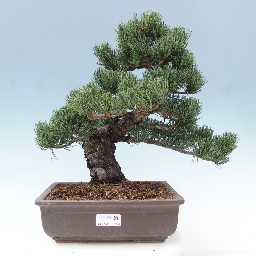 Outdoor bonsai - Pinus parviflora - Mała sosna