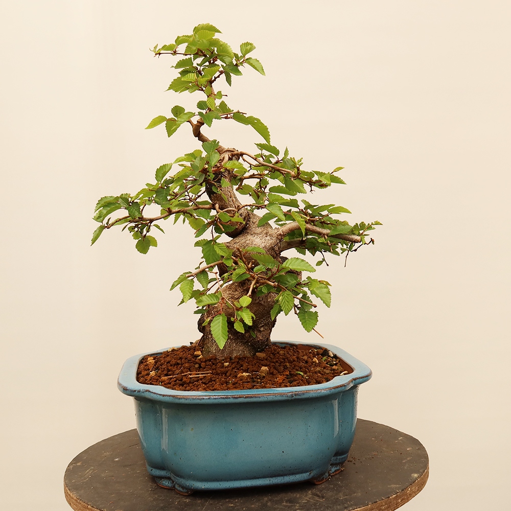 Bonsai plenerowe - Carpinus Coreana - grab koreański