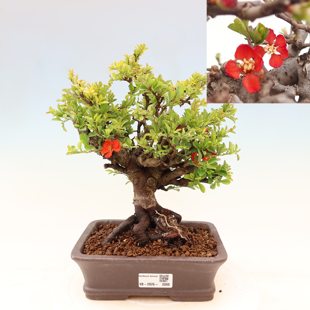 Bonsai zewnętrzne - Chaneomeles speciosa Chojubai