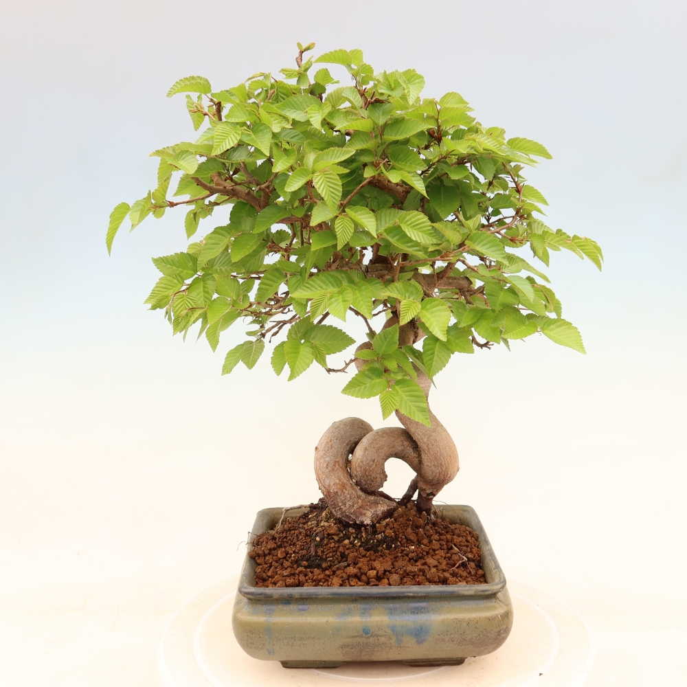 Outdoor bonsai - Carpinus coreana - grab koreański