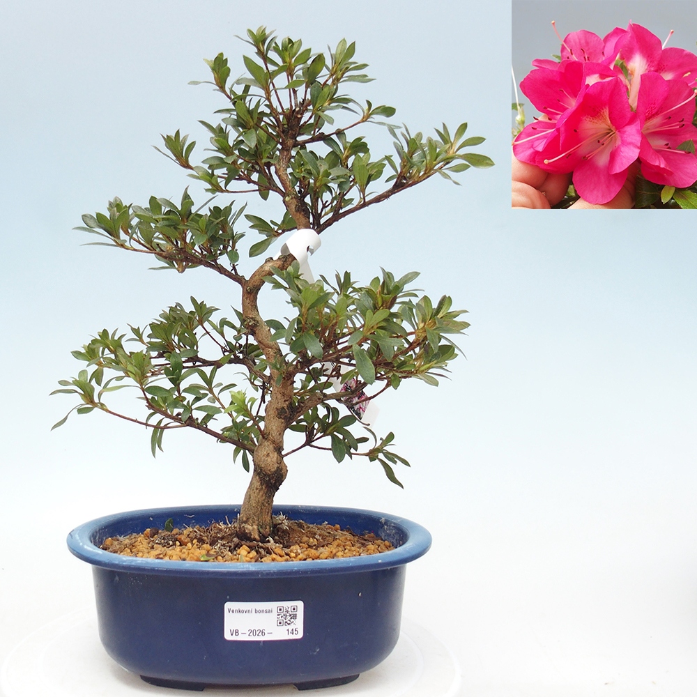 Bonsai zewnętrzne - Azalia japońska - Azalia Reiko