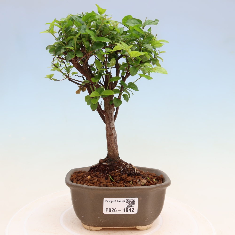 Bonsai pokojowe - Sageretia thea - Sageretia thea