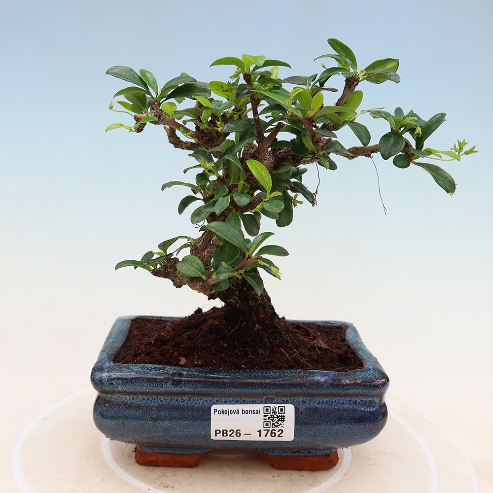 Bonsai pokojowe - Carmona macrophylla - Tea fuki