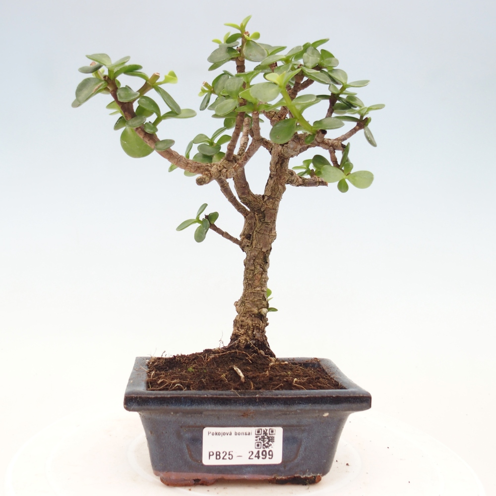 Kryty bonsai - Portulakaria Afra - Tlustice