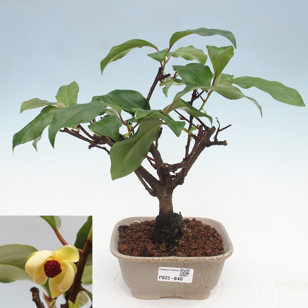 Bonsai do wnętrz- Kadsura japonica 