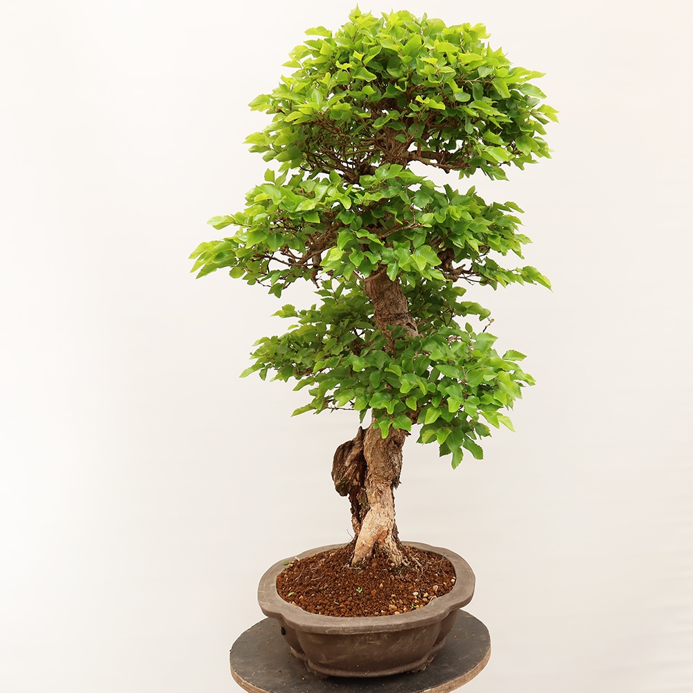 Bonsai plenerowe - Carpinus Coreana - grab koreański