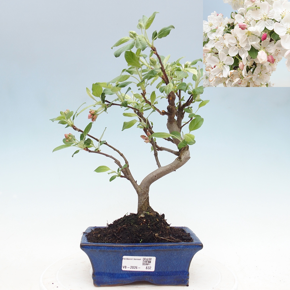 Outdoor bonsai - Malus halliana - Jabłoń drobnoowocowa