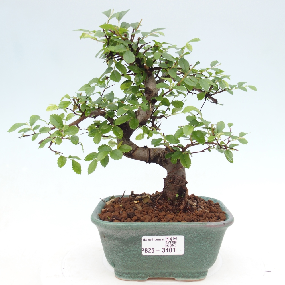 Pokój bonsai - Ulmus parvifolia - Wiąz drobnolistny