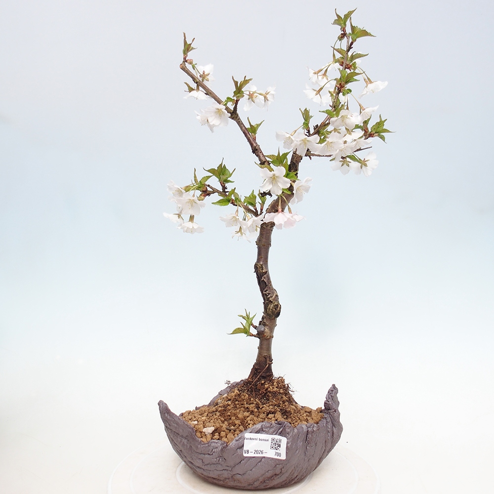 Outdoor bonsai - Prunus incisa Kojou-no mai-Plivon wycięty
