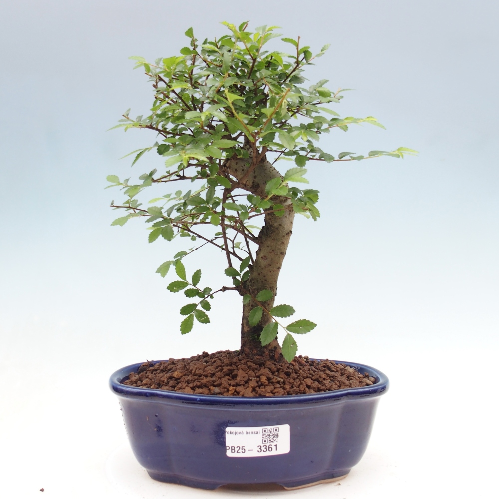 Pokój bonsai - Ulmus parvifolia - Wiąz drobnolistny