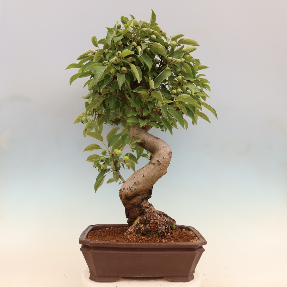 Outdoor bonsai - Malus halliana - Jabłoń drobnoowocowa