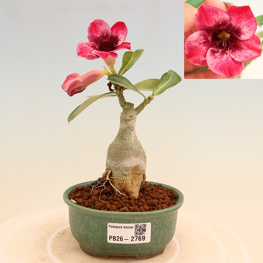 Bonsai pokojowe – Adenium obesum szczepione odmianą Mumbai Pink Diamond – Róża pustynna