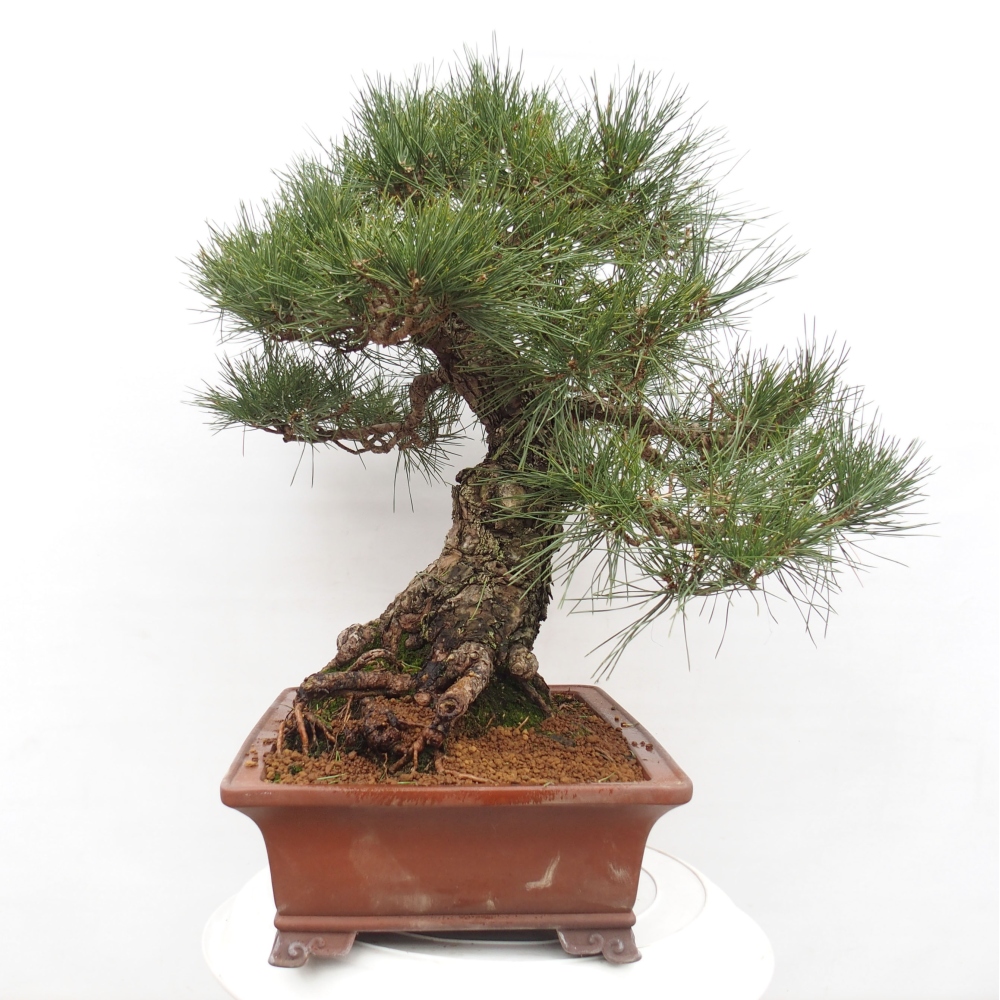 Bonsai ogrodowe - Pinus thunbergii - Sosna Thunberg