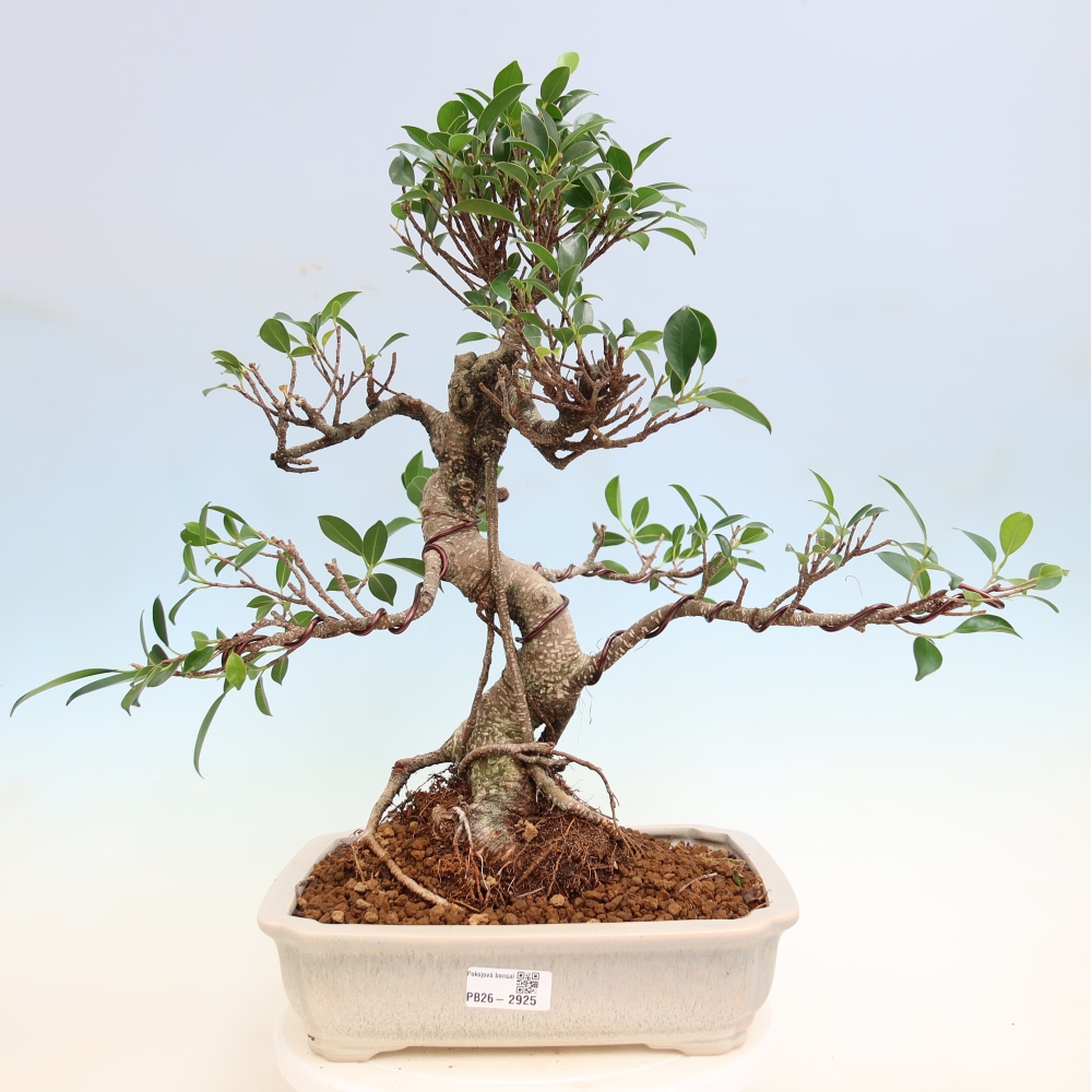 Pokój bonsai - Ficus kimmen - figowiec drobnolistny