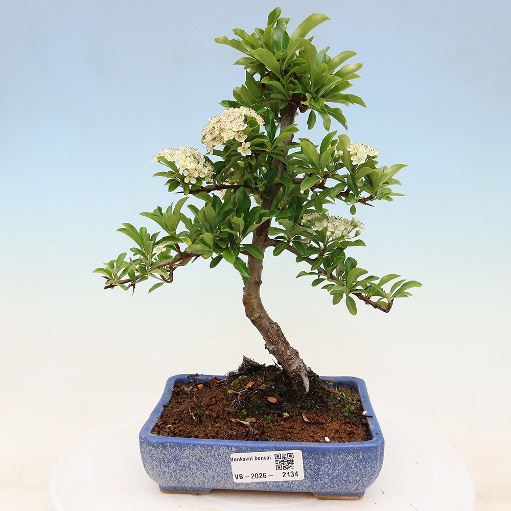 Bonsai ogrodowe – Pyracantha teton – ognik szkarłatny