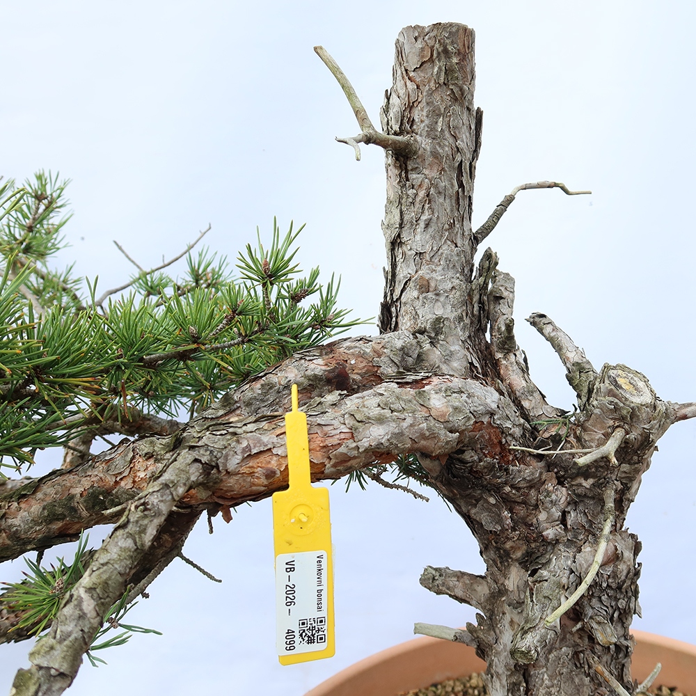 Pinus sylvestris Hiszpania – sosna zwyczajna