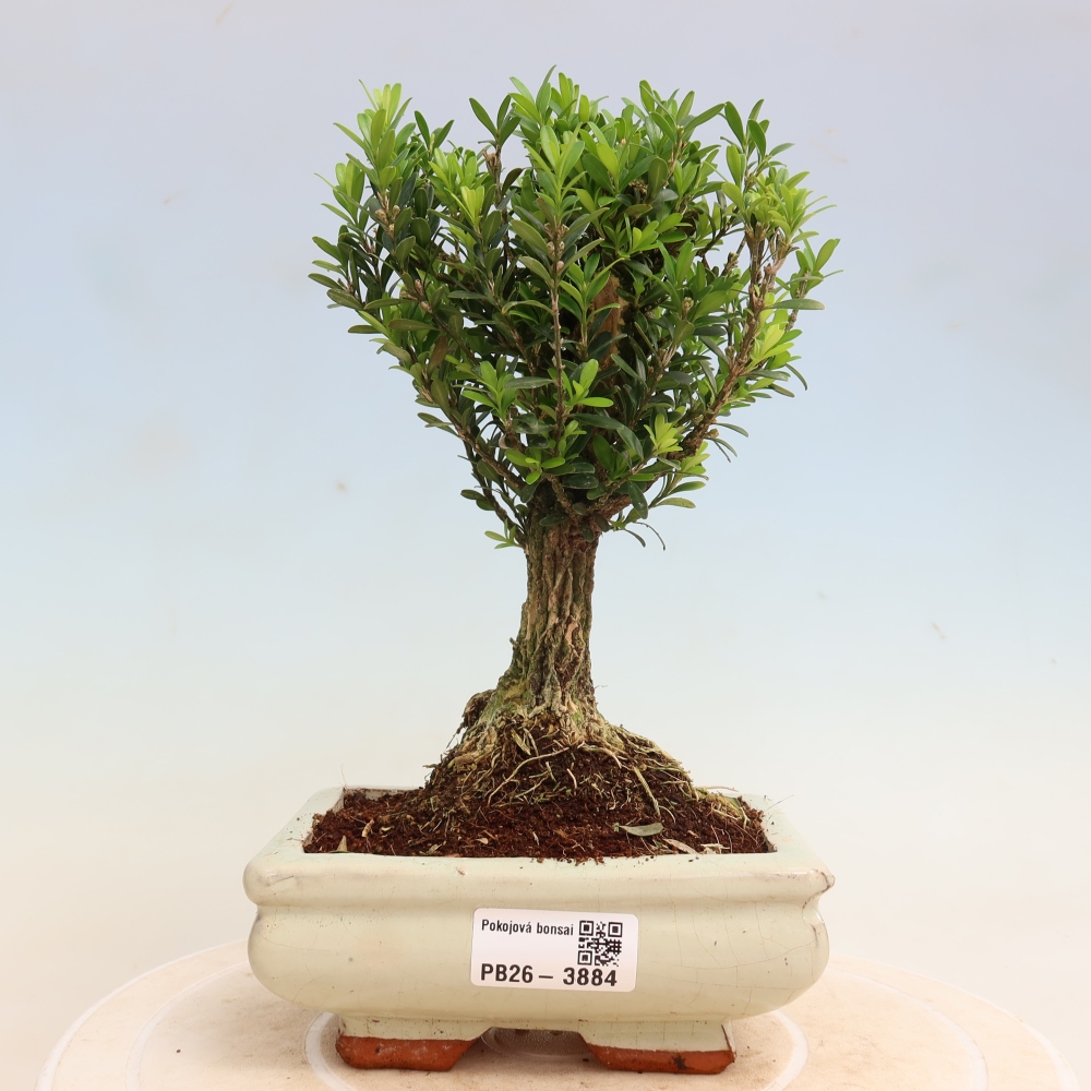Pokój bonsai - Buxus harlandii - buxus korkowy