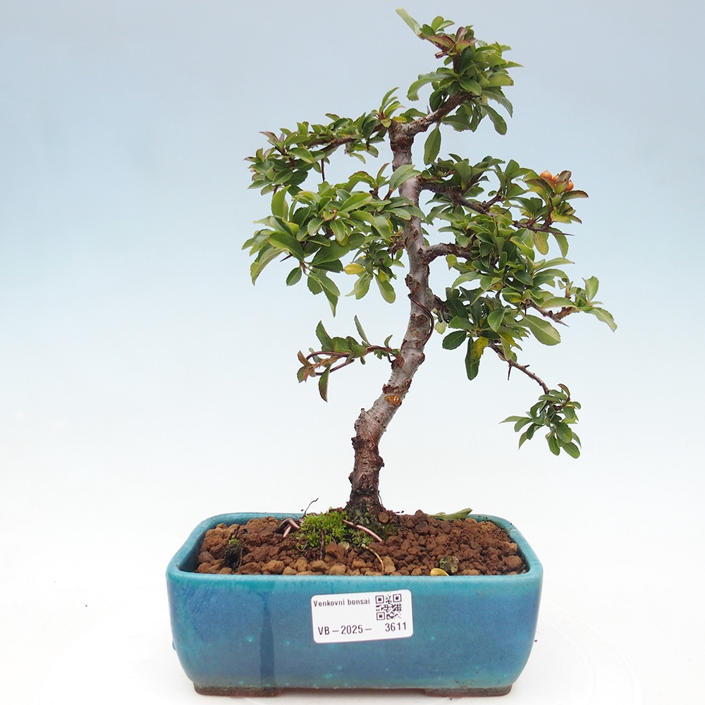 Outdoor bonsai-Pyracantha Teton -Hlox