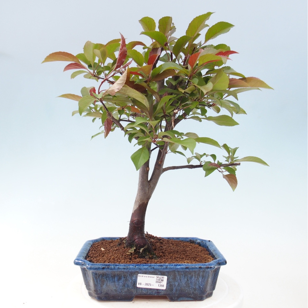 Bonsai zewnętrzne - Malus domowy - Jabłoń czerwonolistna o drobnych owocach