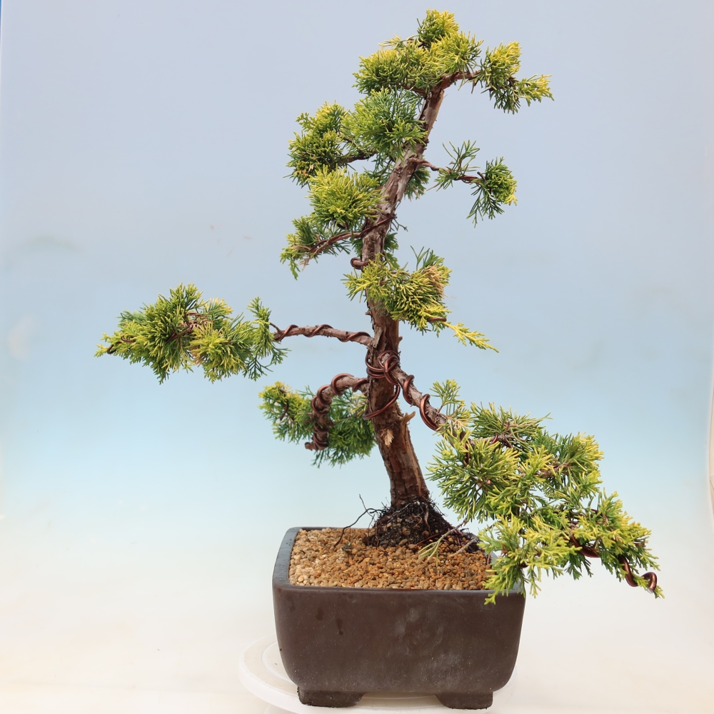Bonsai ogrodowe – Juniperus chinensis  aurea – jałowiec chiński złoty