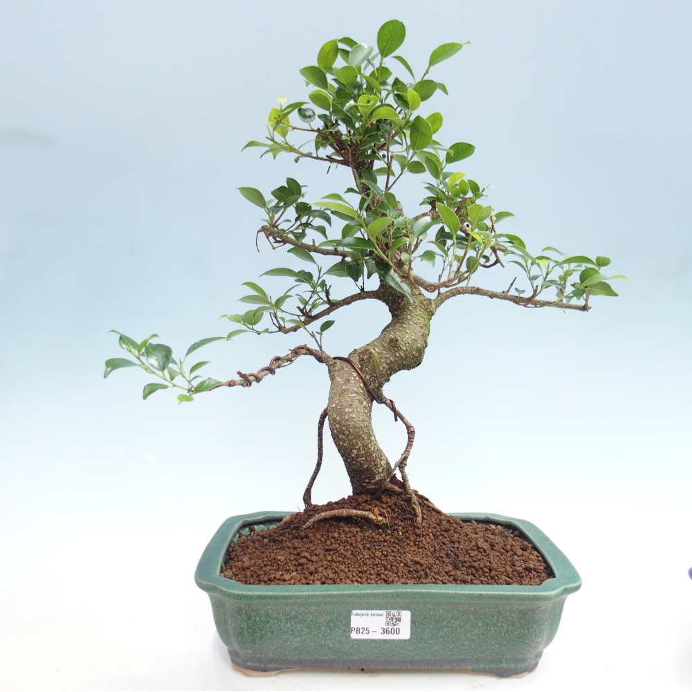 Pokój bonsai - Ficus kimmen - figowiec drobnolistny