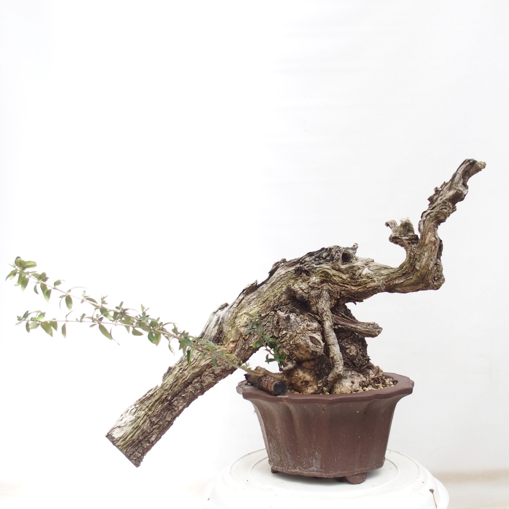 Kryte bonsai - Olea europaea sylvestris - Europejska oliwa z małych liści