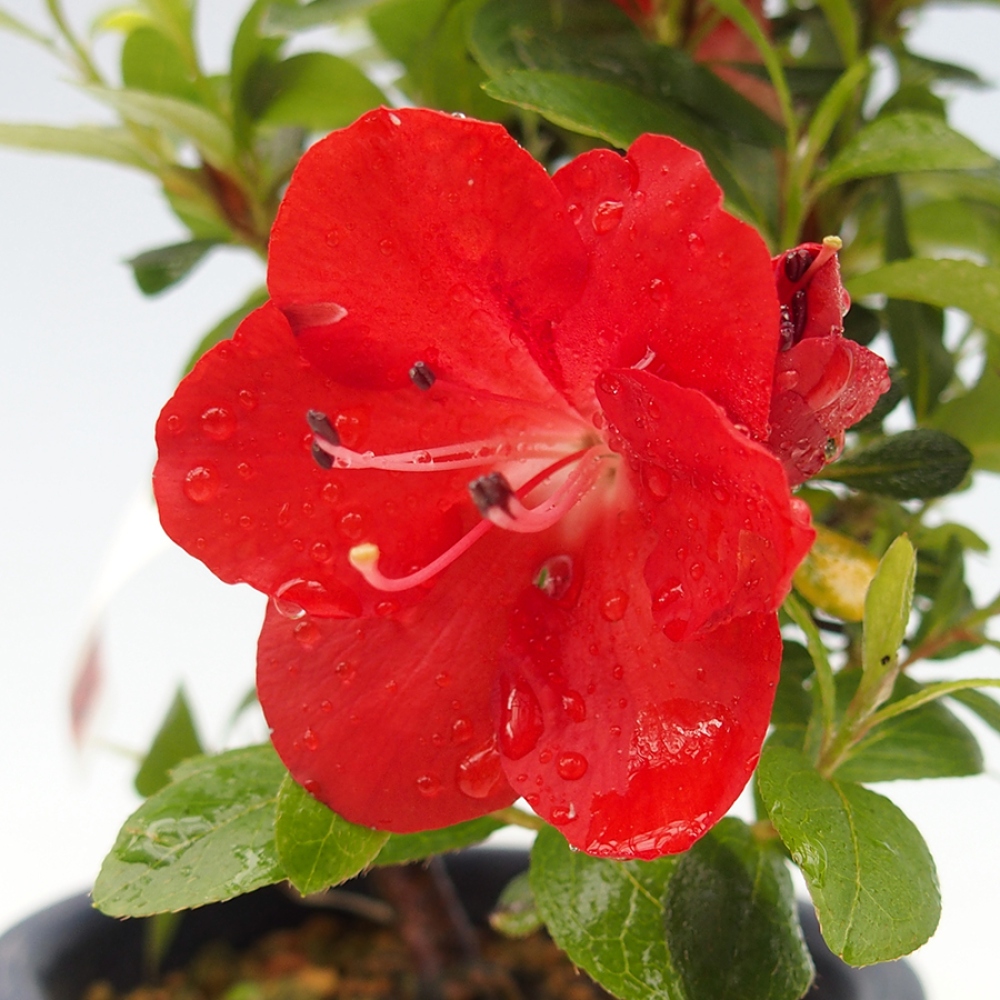 Bonsai zewnętrzne - Azalia japońska - Azalia Benibeni
