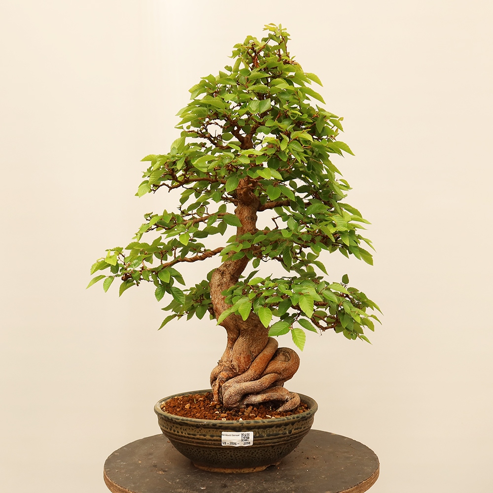 Bonsai plenerowe - Carpinus Coreana - grab koreański