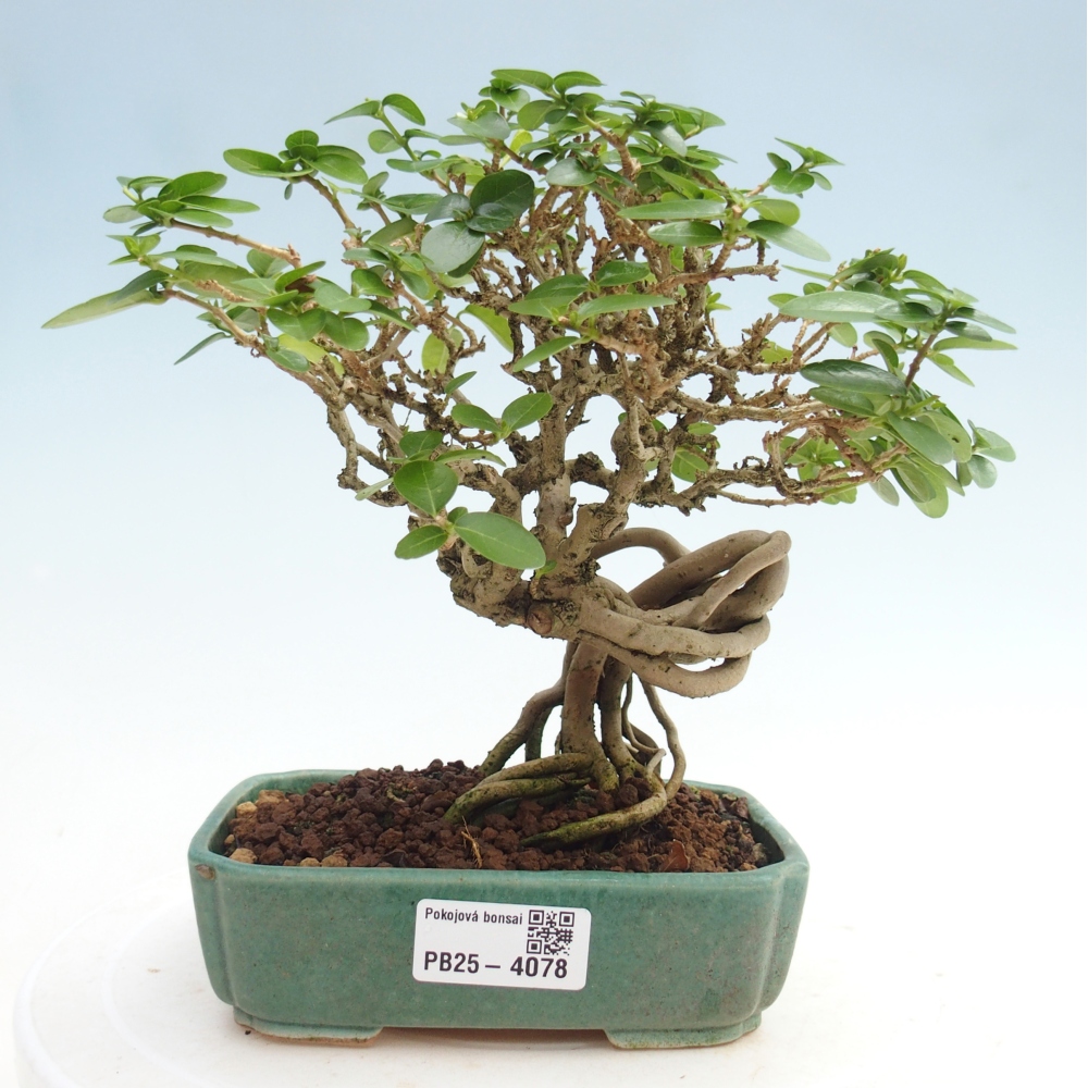 Indoor bonsai - Premna serratifolia - Kozlovna malolista
