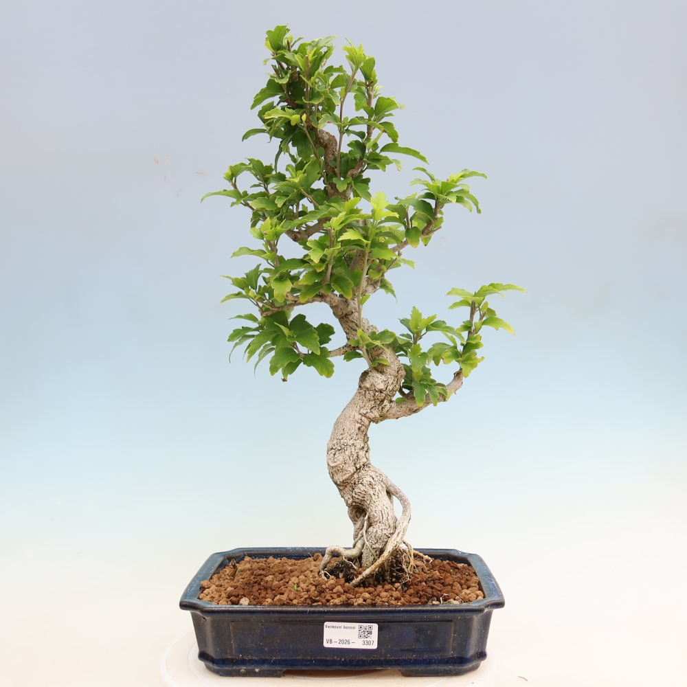 Bonsai ogrodowe – Hibiscus syriacus – hibiskus syryjski