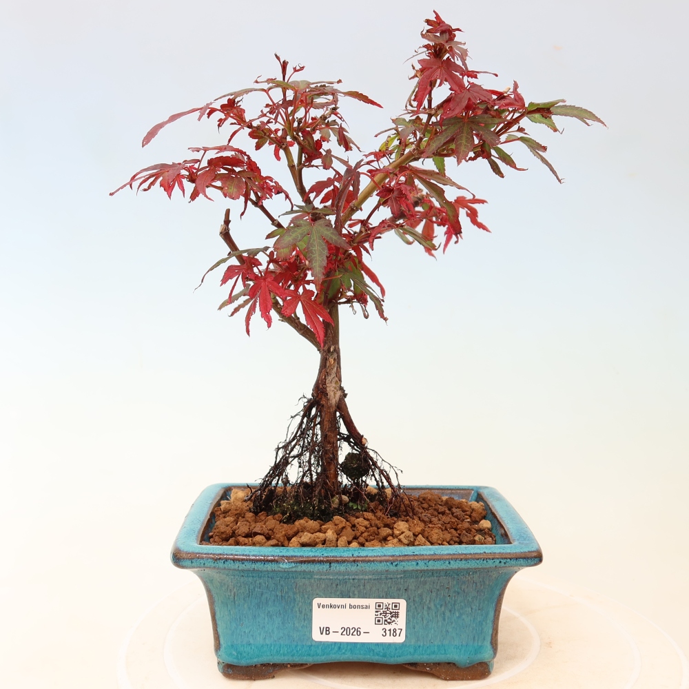 Bonsai ogrodowe – klon palmowy – Acer palmatum Berry Broom 