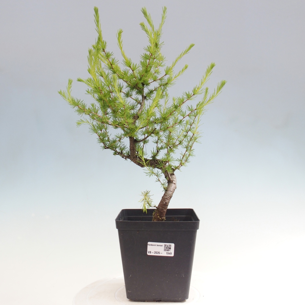 Bonsai zewnętrzne - Larix decidua - Modrzew