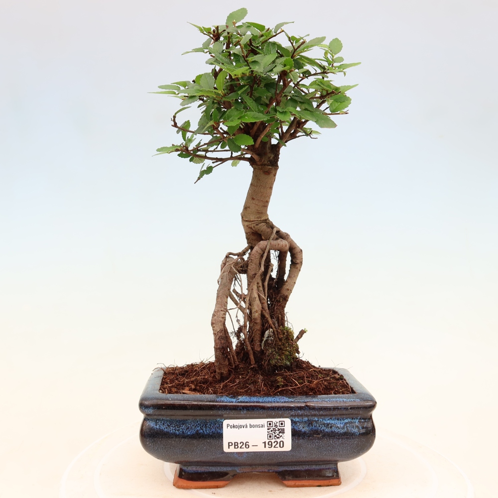 Pokój bonsai - Ulmus parvifolia - Wiąz drobnolistny
