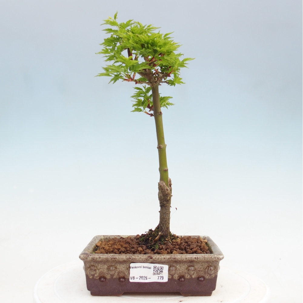 Outdoor bonsai - palma jaworowa Acer palmatum Shishigashira