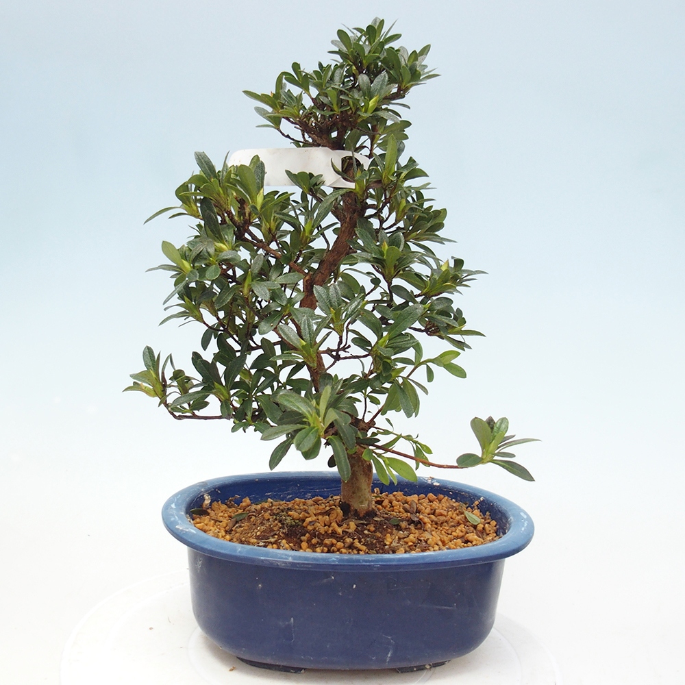 Bonsai zewnętrzne - Azalia japońska - Azalia Santoka