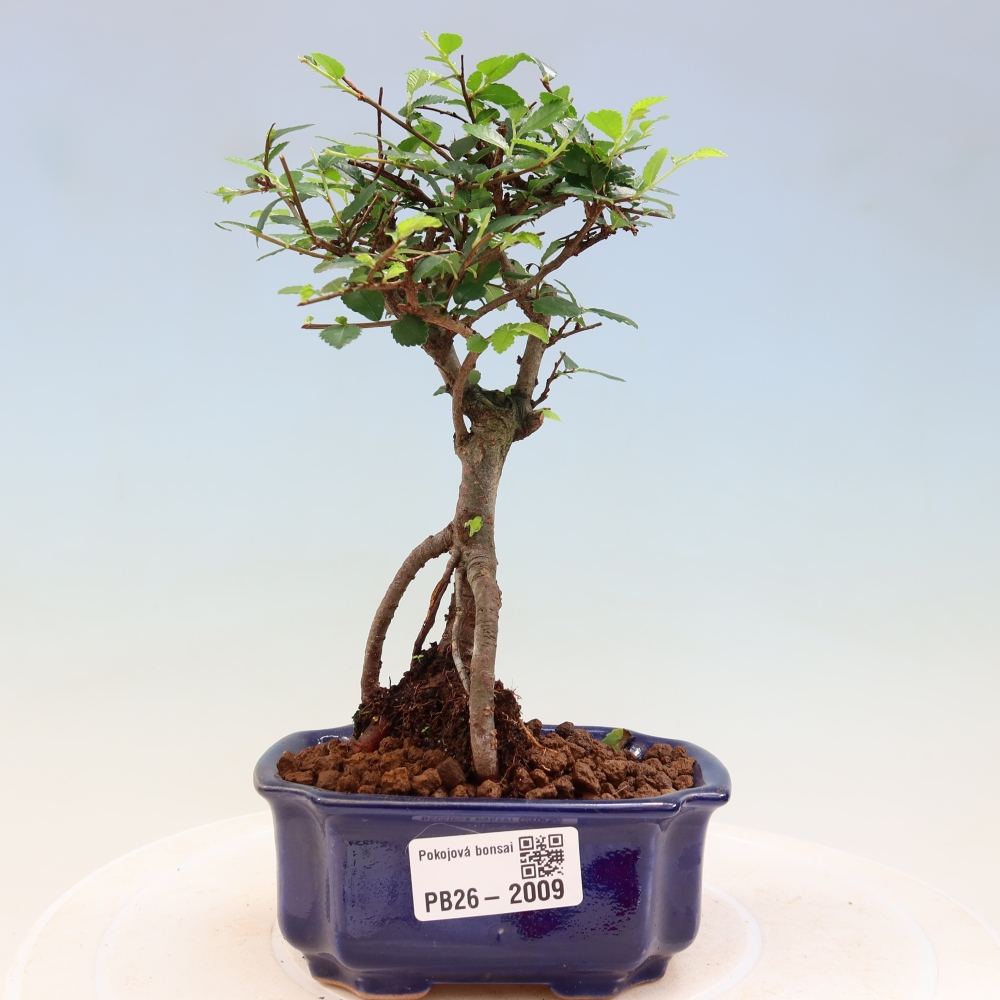 Pokój bonsai - Ulmus parvifolia - Wiąz drobnolistny