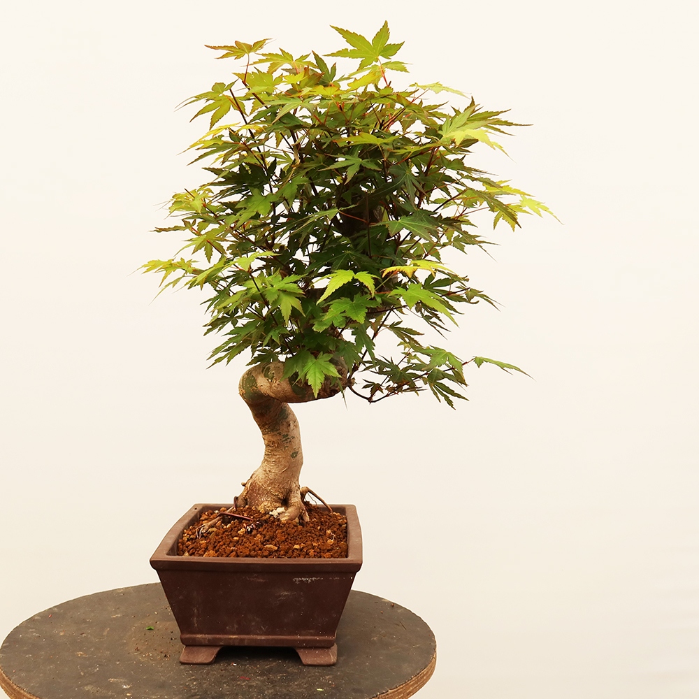 Outdoor bonsai - Klon palmowy - Palmy