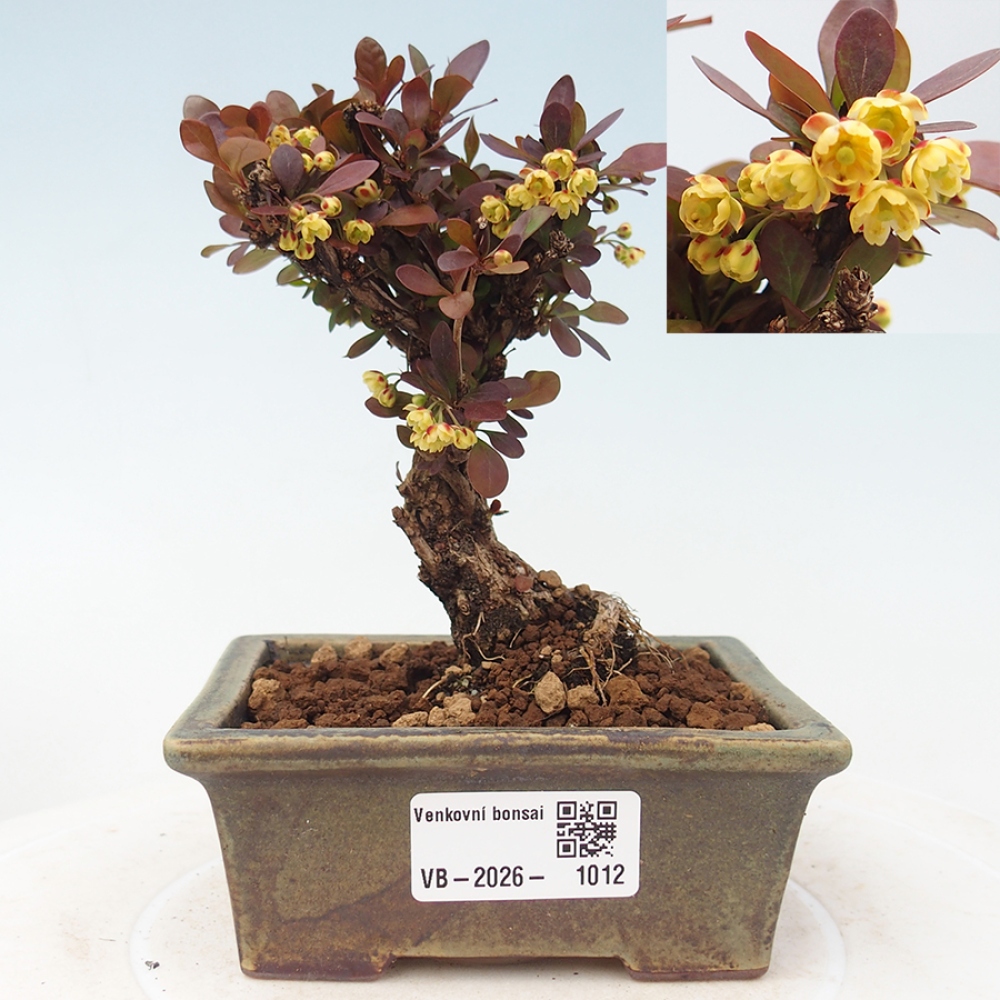 Bonsai zewnętrzne - Berberis Thunbergii Bagatelle