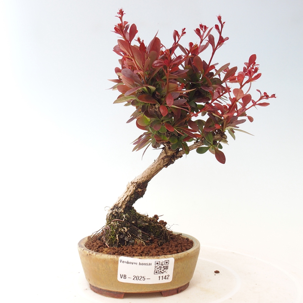 Outdoor bonsai - Berberis thunbergii Kobold - Dřištál Thunberg's