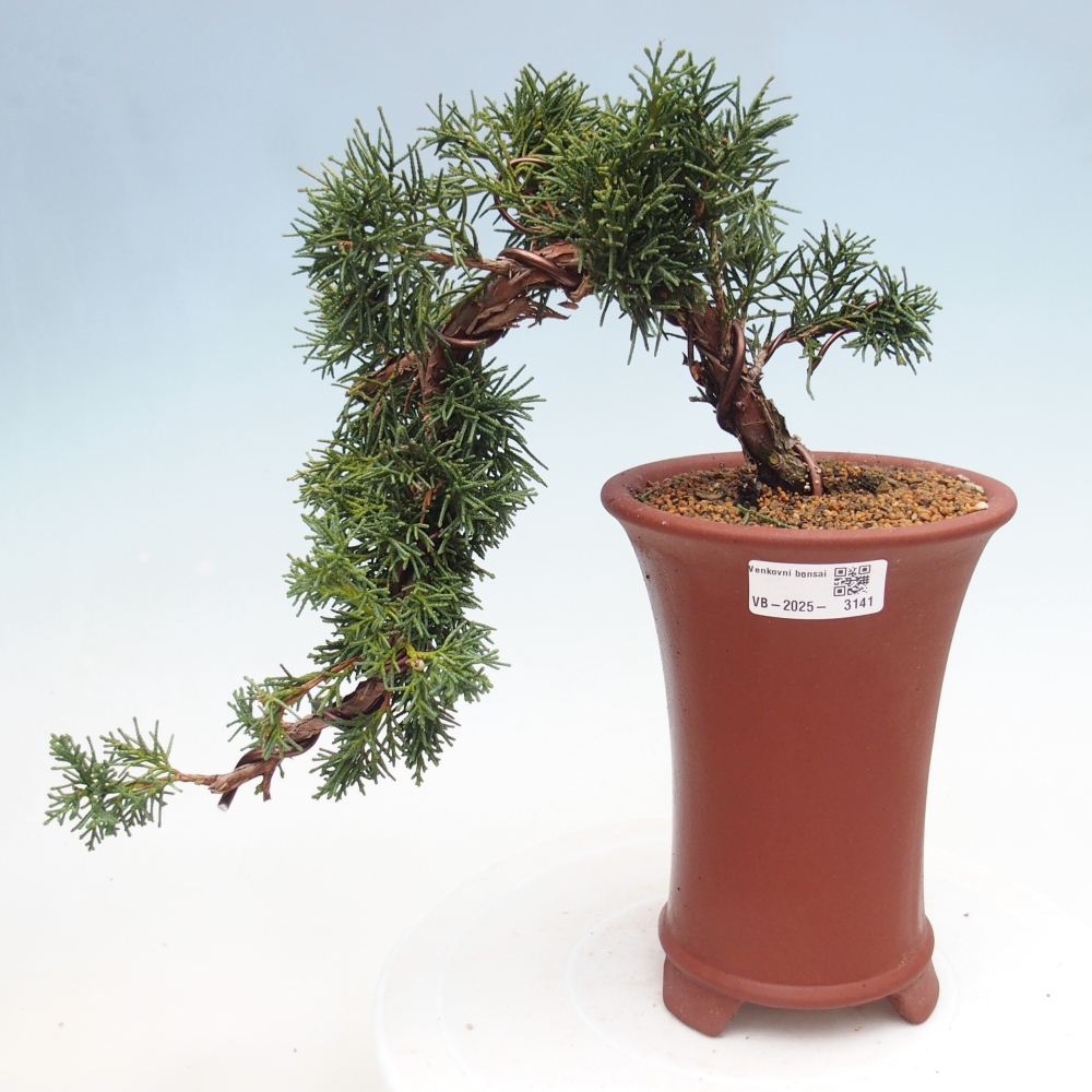 Bonsai zewnętrzne - Juniperus chinensis Kishu - Jałowiec chiński