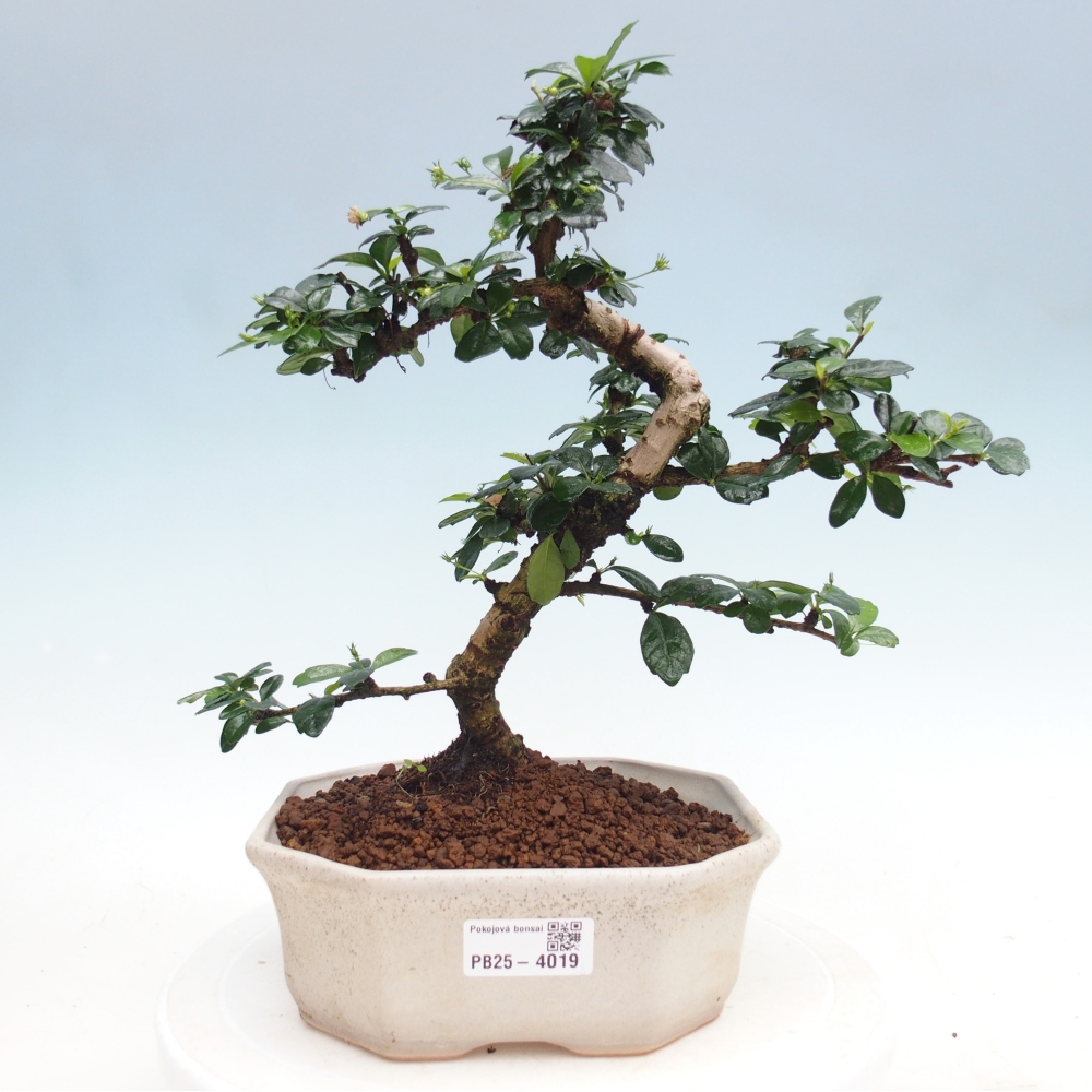 Bonsai pokojowe - Carmona macrophylla - Tea fuki