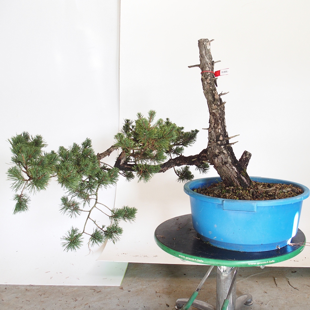 Yamadori - Pinus sylvestris Hiszpania