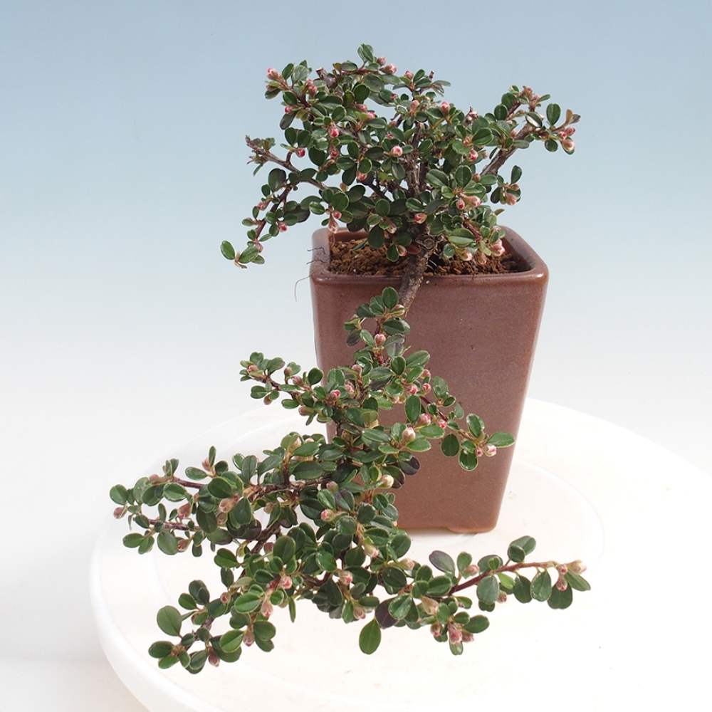 Plenerowe bonsai - Irga pozioma - Drzewo skalne