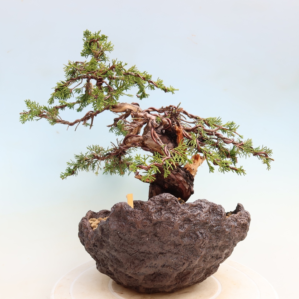 Bonsai ogrodowe – Juniperus chinensis Itoigawa – jałowiec chiński