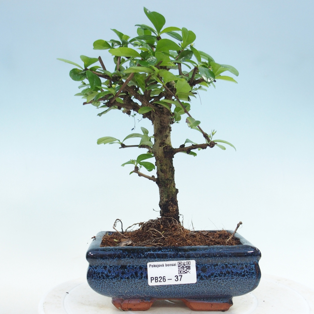 Bonsai pokojowe - Carmona macrophylla - Tea fuki