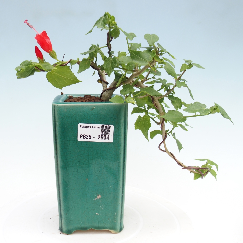 Kryte bonsai - Malvaviscus arboreus - hibiskus drzewny
