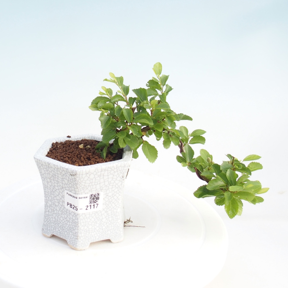 Kryty bonsai - Grewia occidentalis - Lawendowa gwiazda